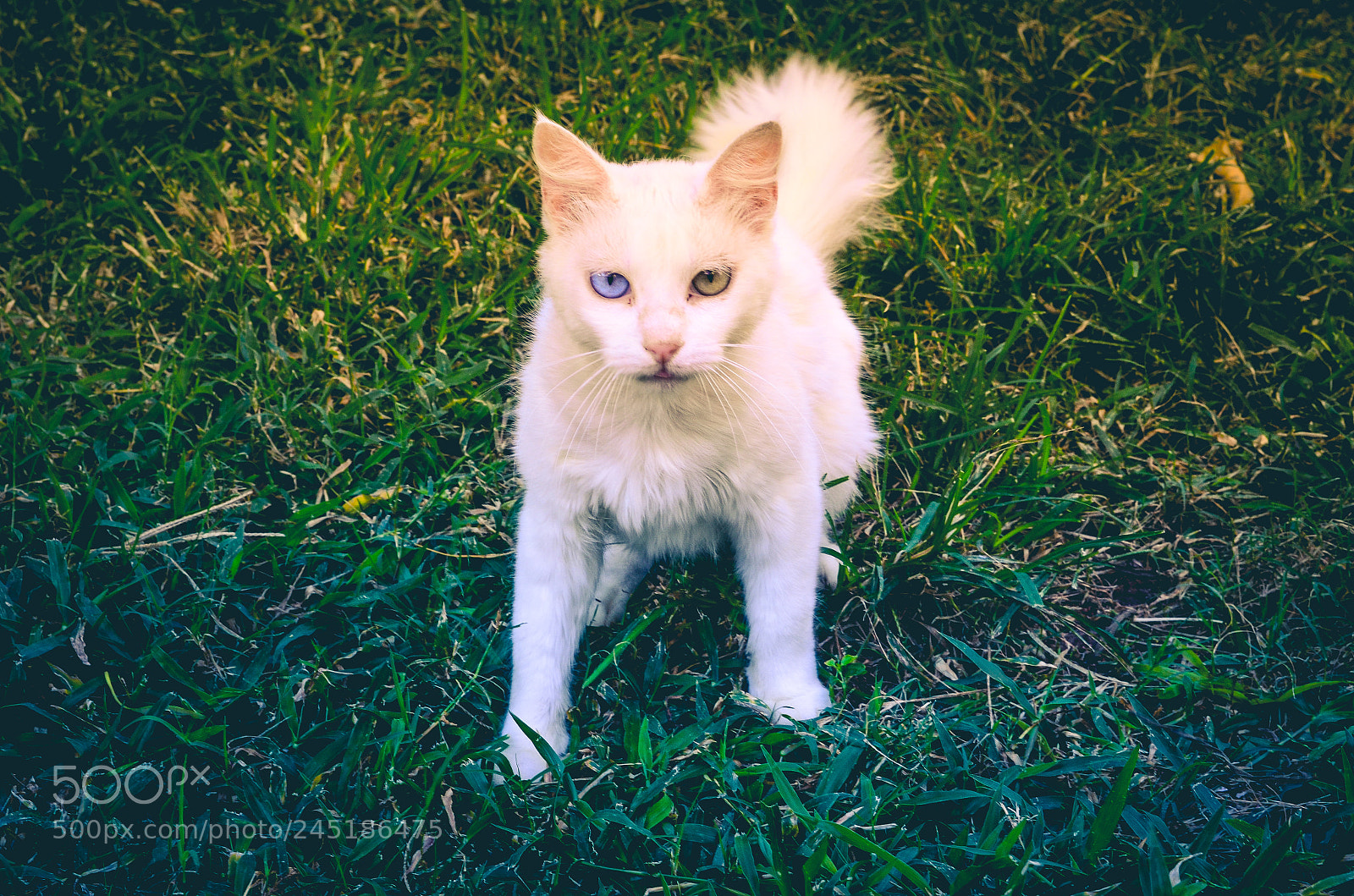 Nikon D5100 sample photo. Snow cat photography