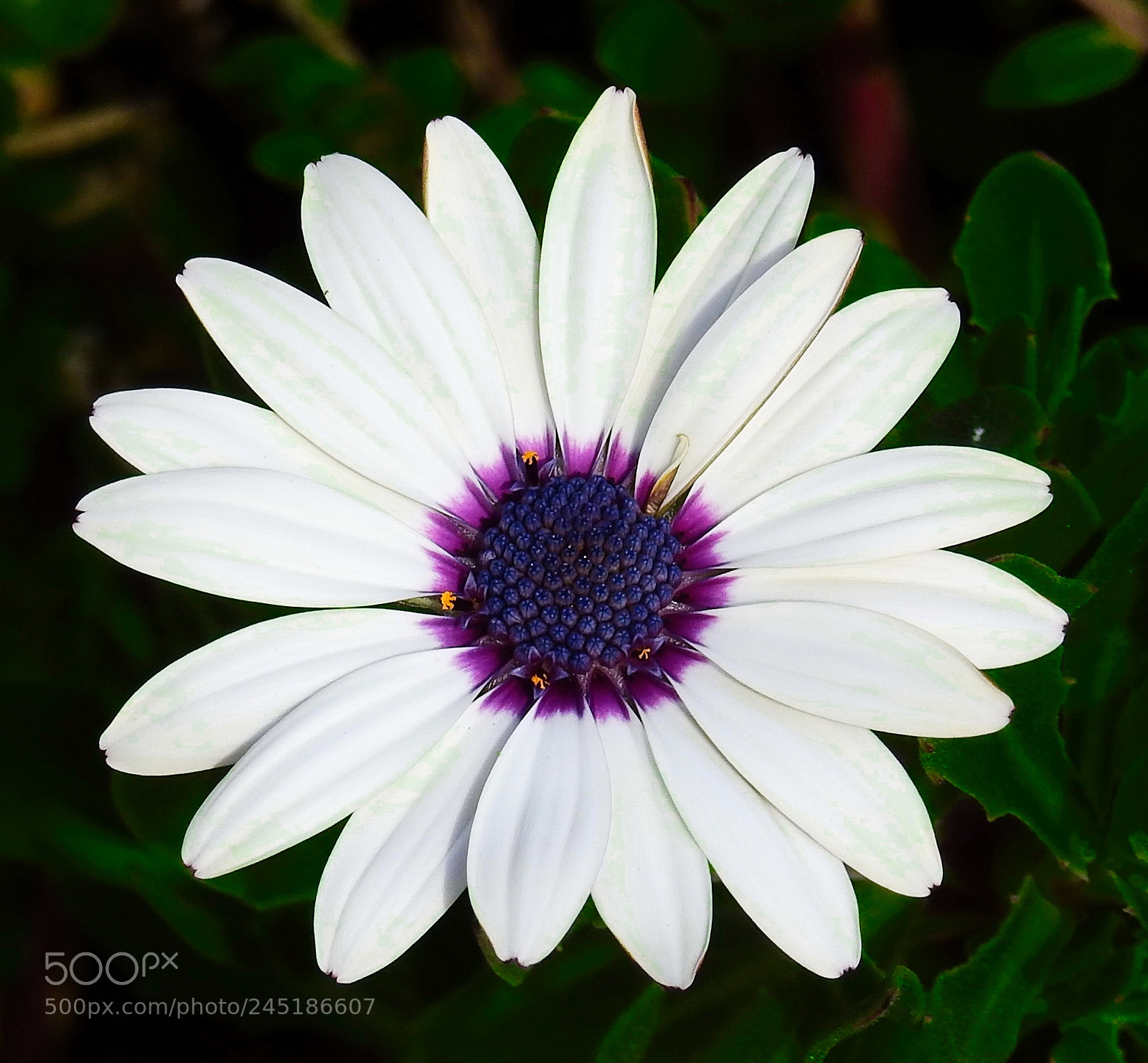 Nikon Coolpix P900 sample photo. A beautiful white and photography