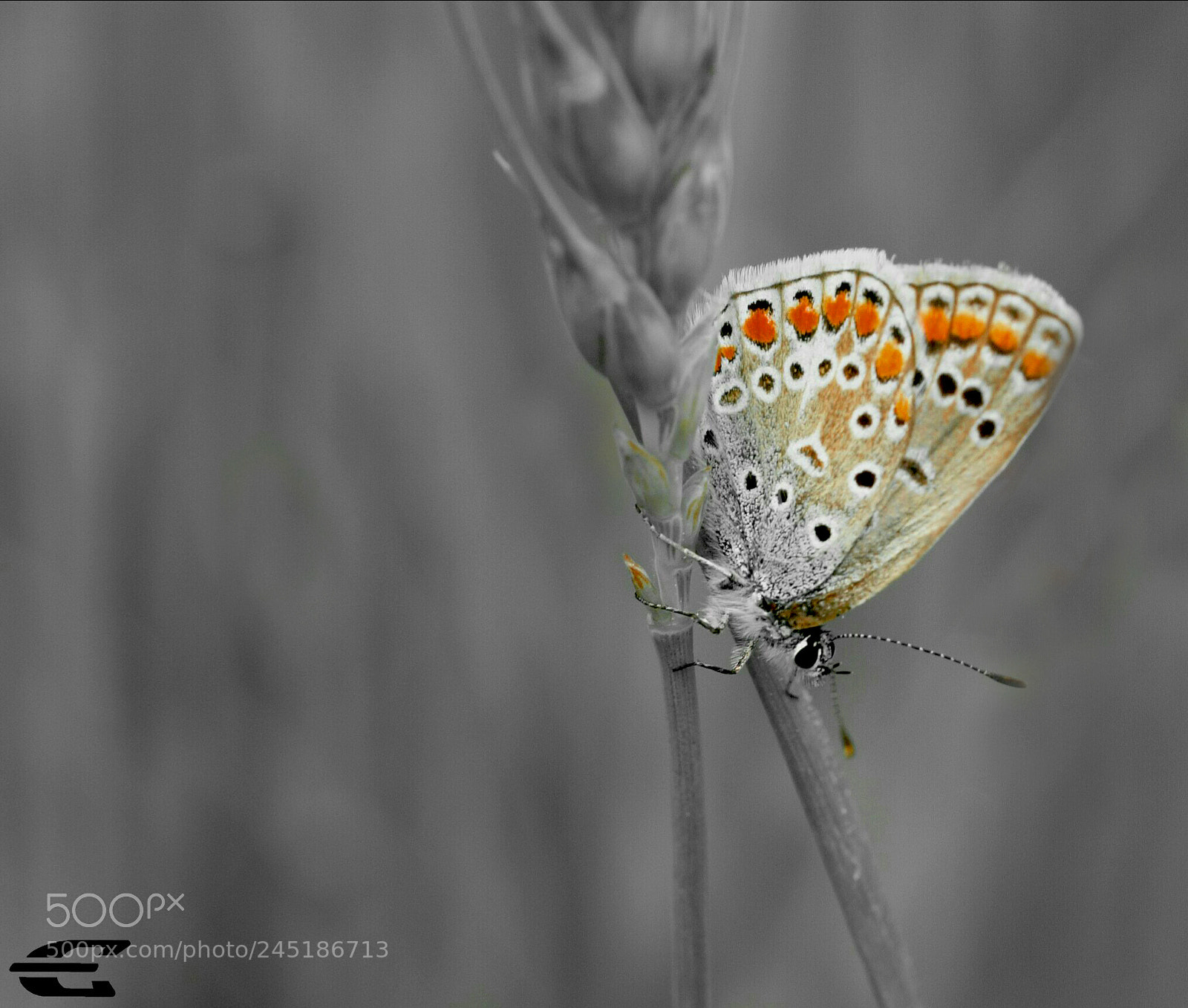 Olympus E-620 (EVOLT E-620) sample photo. Butterfly photography