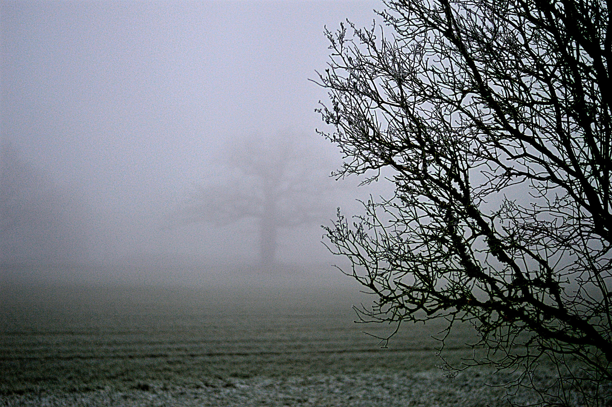 Nikon D3200 + Nikon AF-S Nikkor 50mm F1.8G sample photo. Ghost tree photography