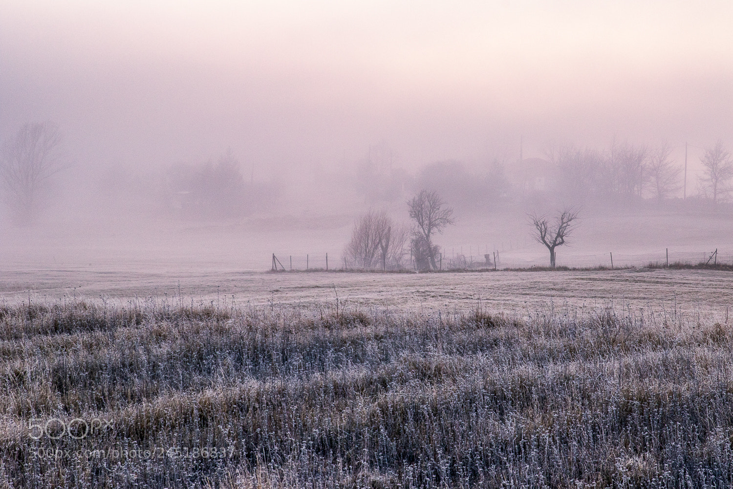 Canon EOS 7D Mark II sample photo. Fog photography