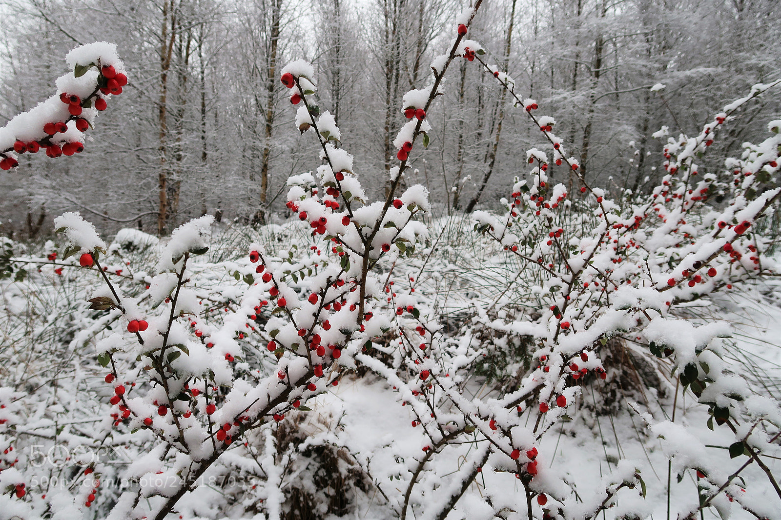 Canon PowerShot G7 X Mark II sample photo. Winter berries photography