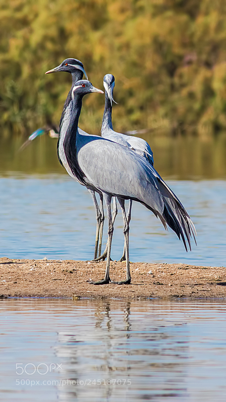 Canon EOS 7D Mark II sample photo. Demoiselle crane photography