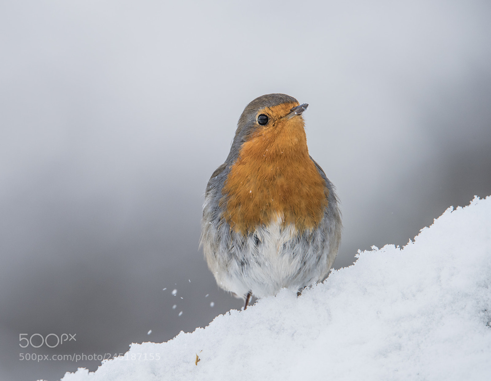 Nikon D810 sample photo. Petirrojo- robin photography