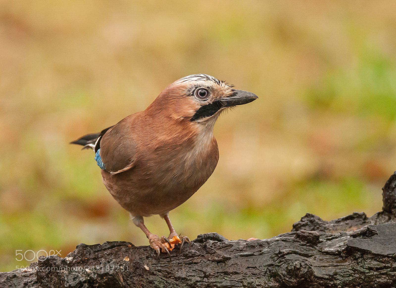 Nikon D60 sample photo. Jurassic (eurasian) jay photography