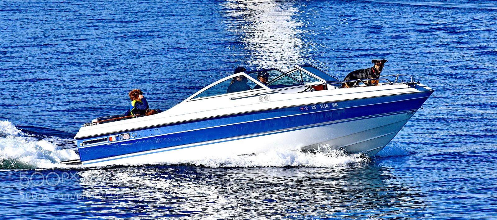 Nikon D7200 sample photo. Powerboat and dog cruising photography