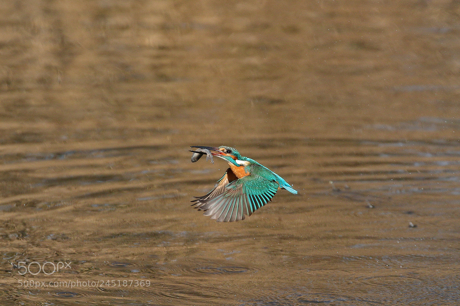 Canon EOS 7D Mark II sample photo. Kingfisher take off 3382 photography