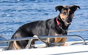Nikon D7200 sample photo. Dog at sea portrait photography
