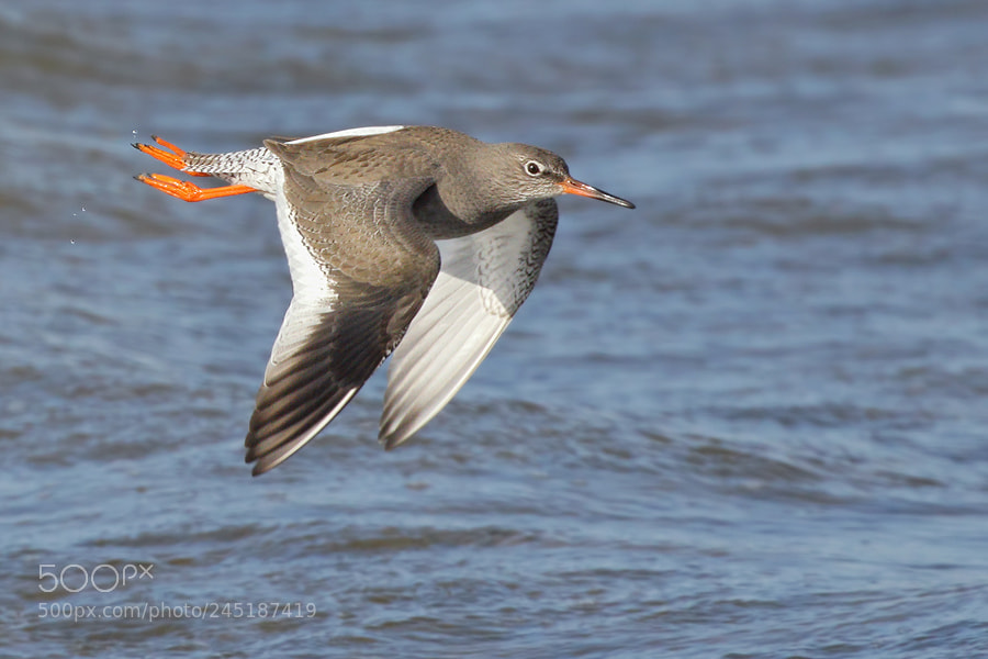 Canon EOS 7D Mark II sample photo. Redshank photography