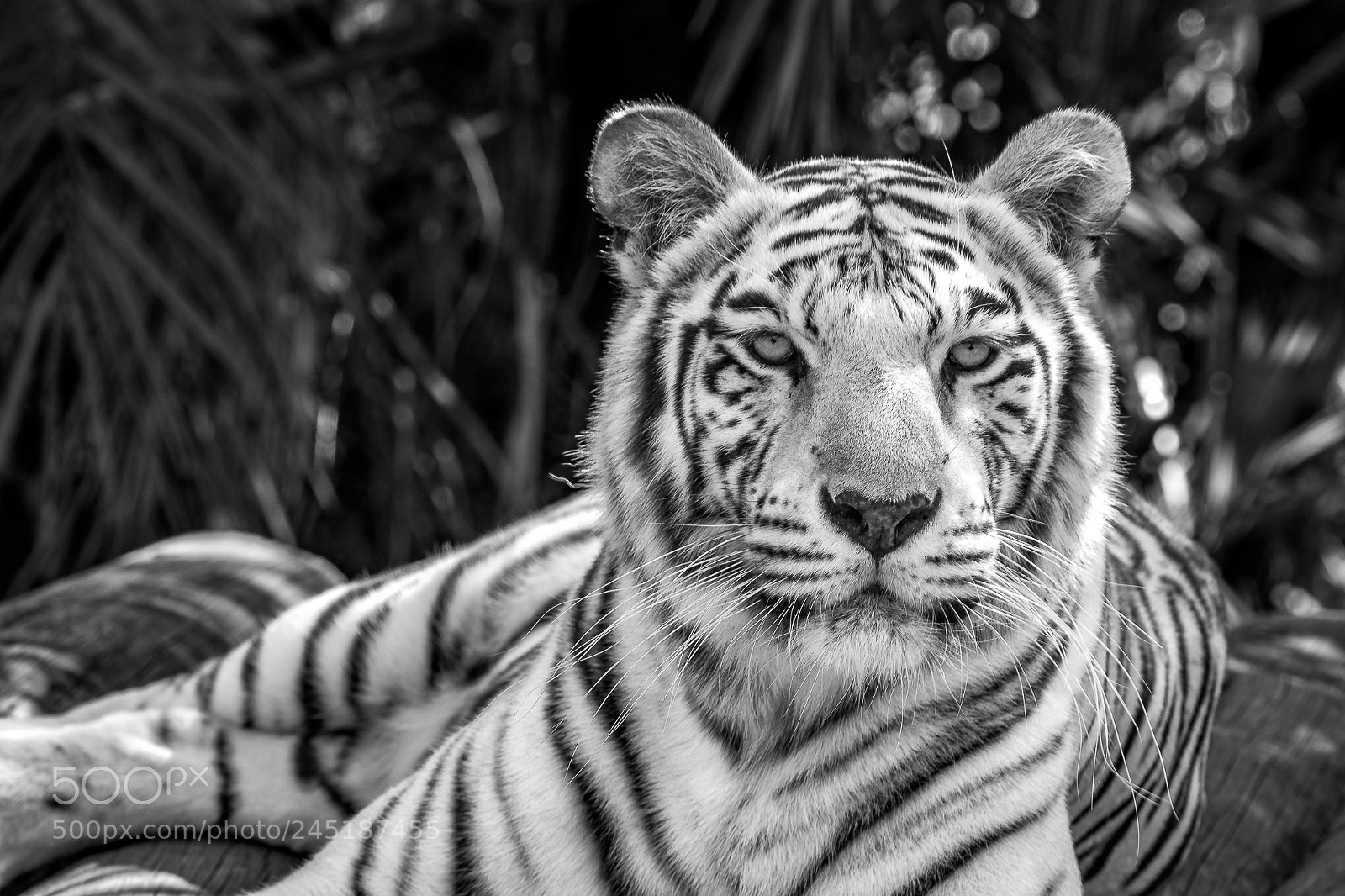 Sony a99 II sample photo. Bengal tiger b&w photography