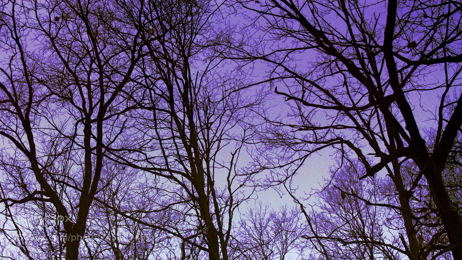 Canon EOS 450D (EOS Rebel XSi / EOS Kiss X2) sample photo. Refection of the woods photography