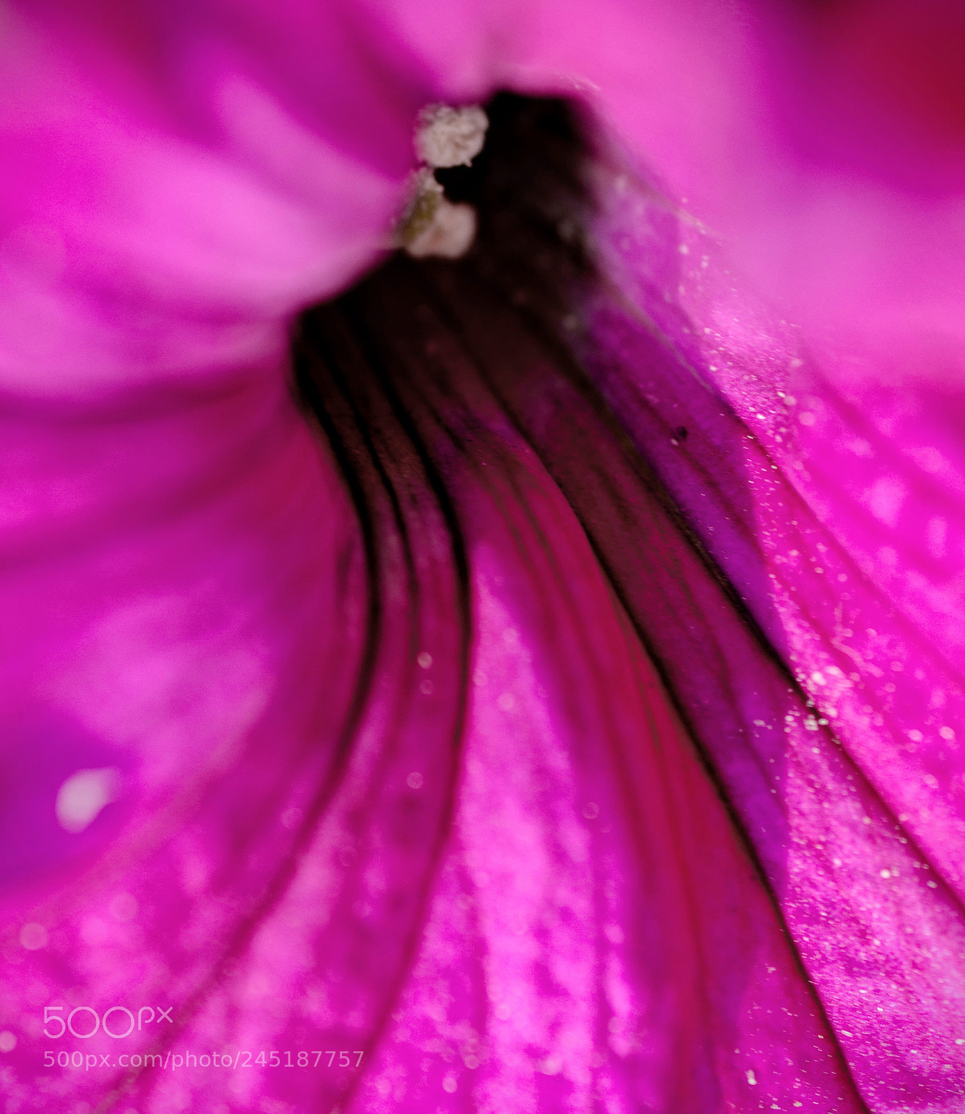 Nikon D3200 sample photo. Purple haze photography