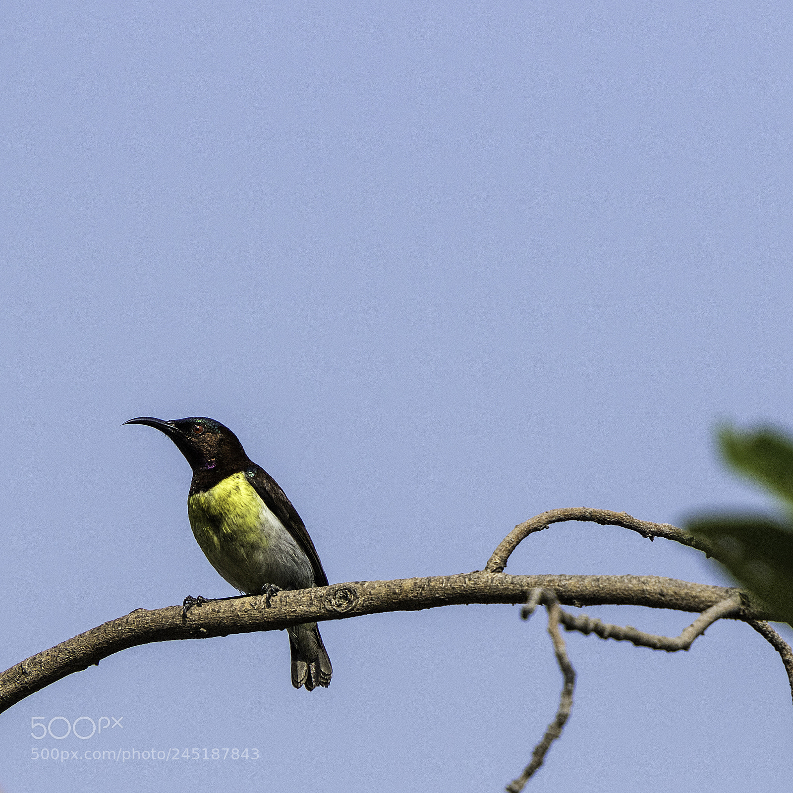 Canon EOS 7D Mark II sample photo. Purple rumped sunbird photography