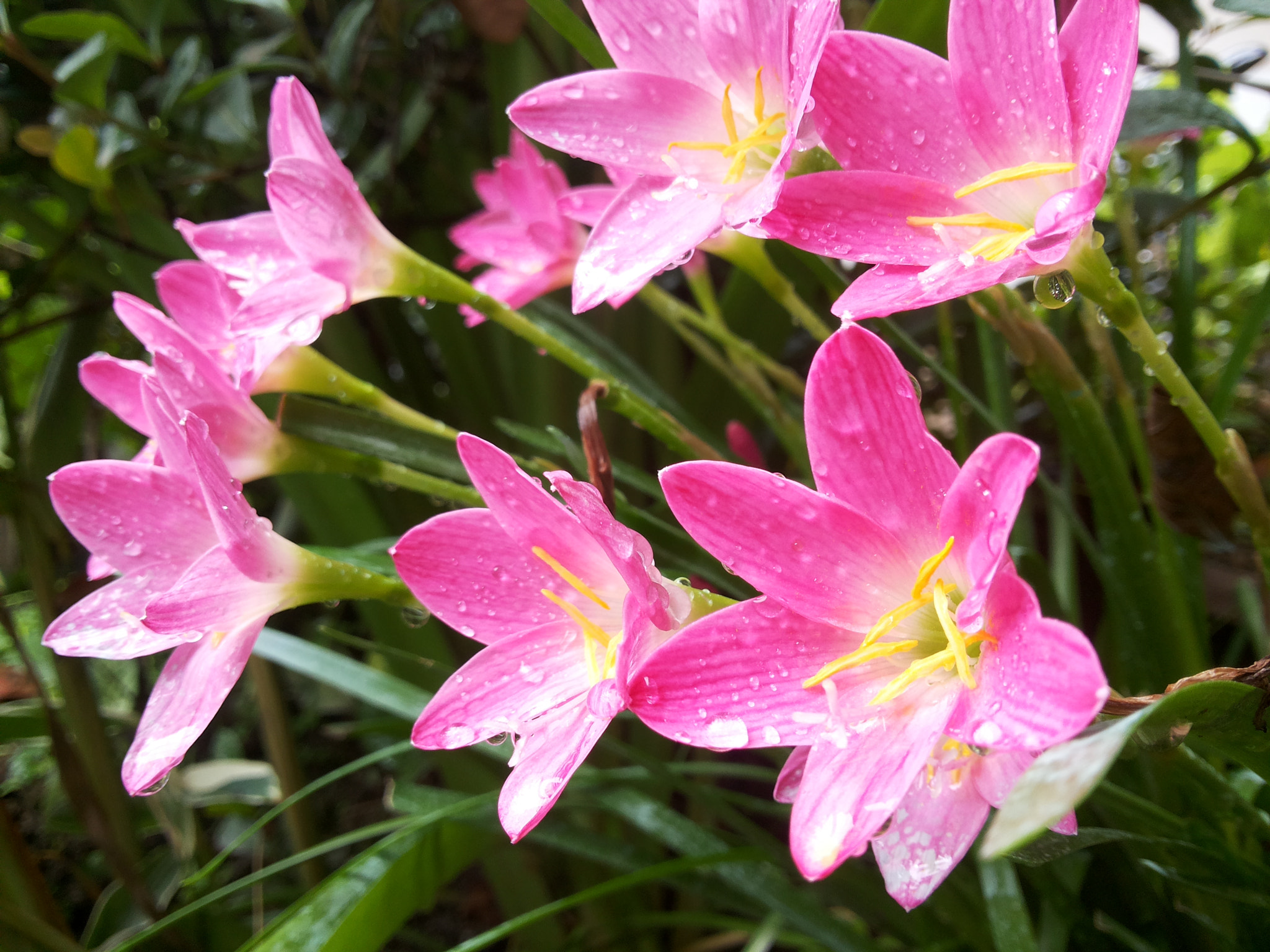 Samsung Galaxy Grand Duos sample photo. Lovely flower photography