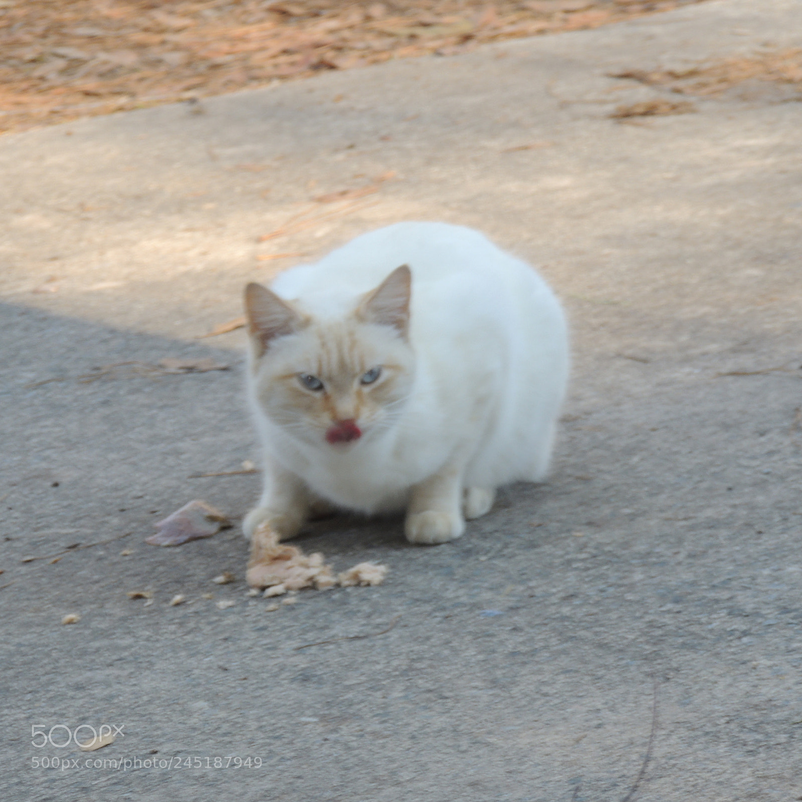 Nikon Coolpix P510 sample photo. Kitty catto eating a photography