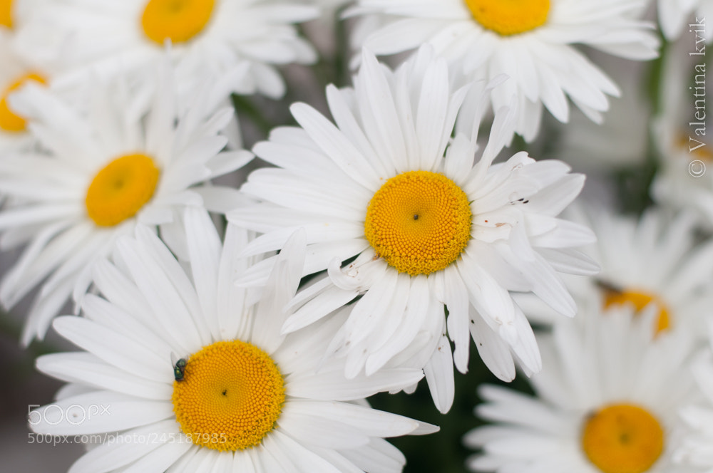 Nikon D300 sample photo. Such gentle chamomile! photography