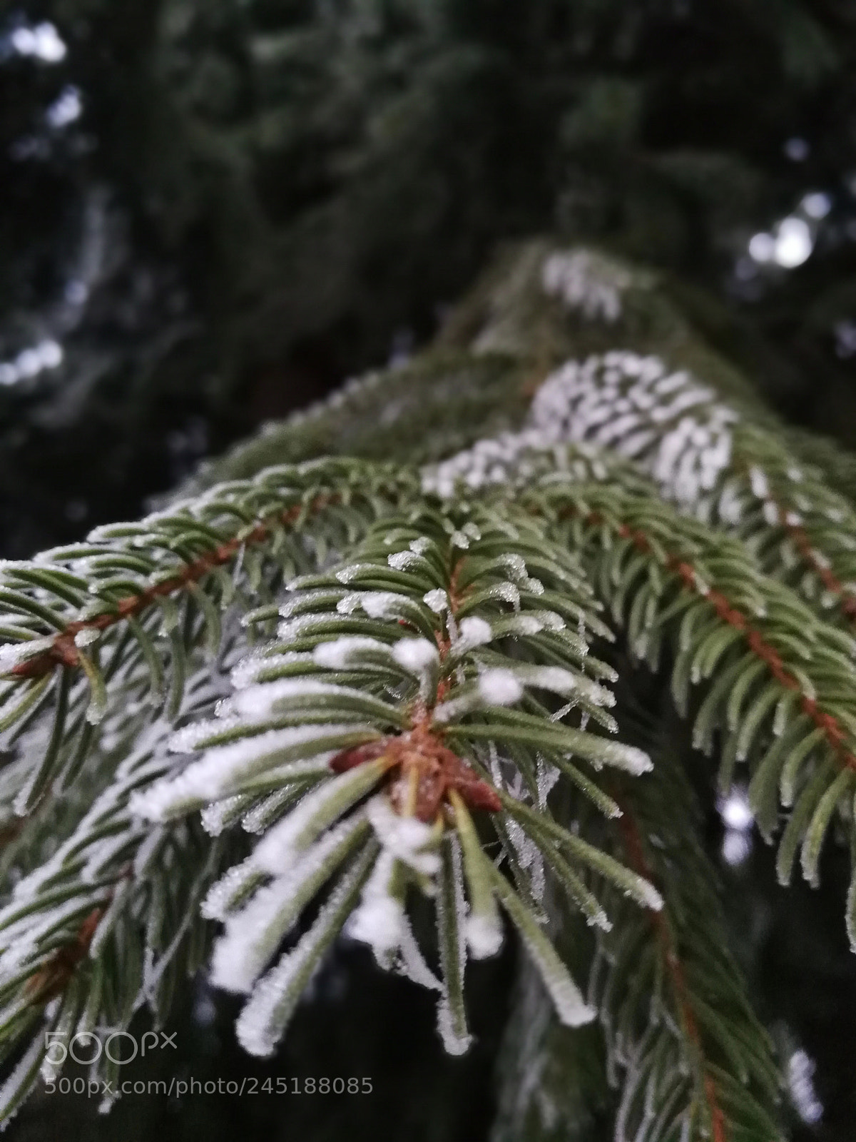 HUAWEI P10 sample photo. Fir tree close-up photography