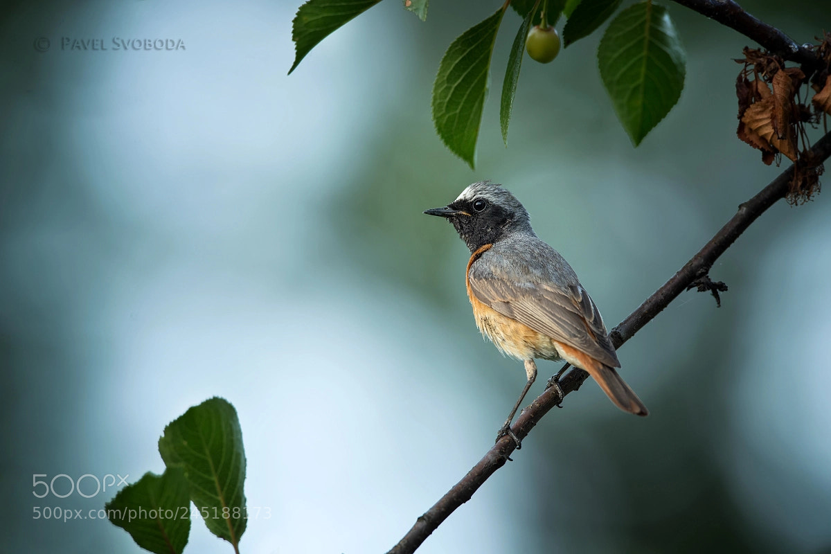 Nikon D5 sample photo. Common redstart photography
