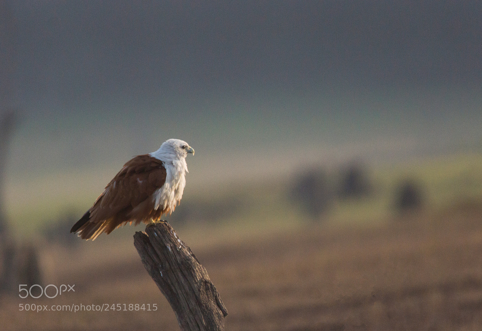 Sony SLT-A65 (SLT-A65V) sample photo. Brahminy kite photography