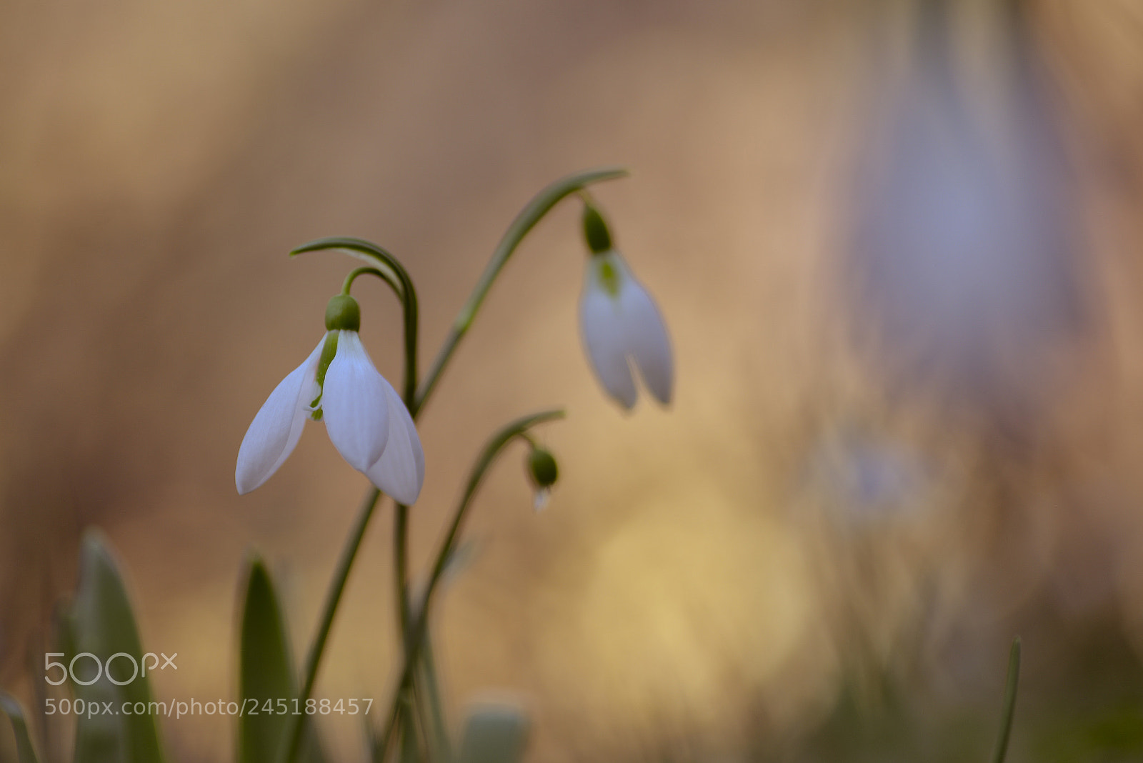 Nikon D610 sample photo. Snowdrops.. photography