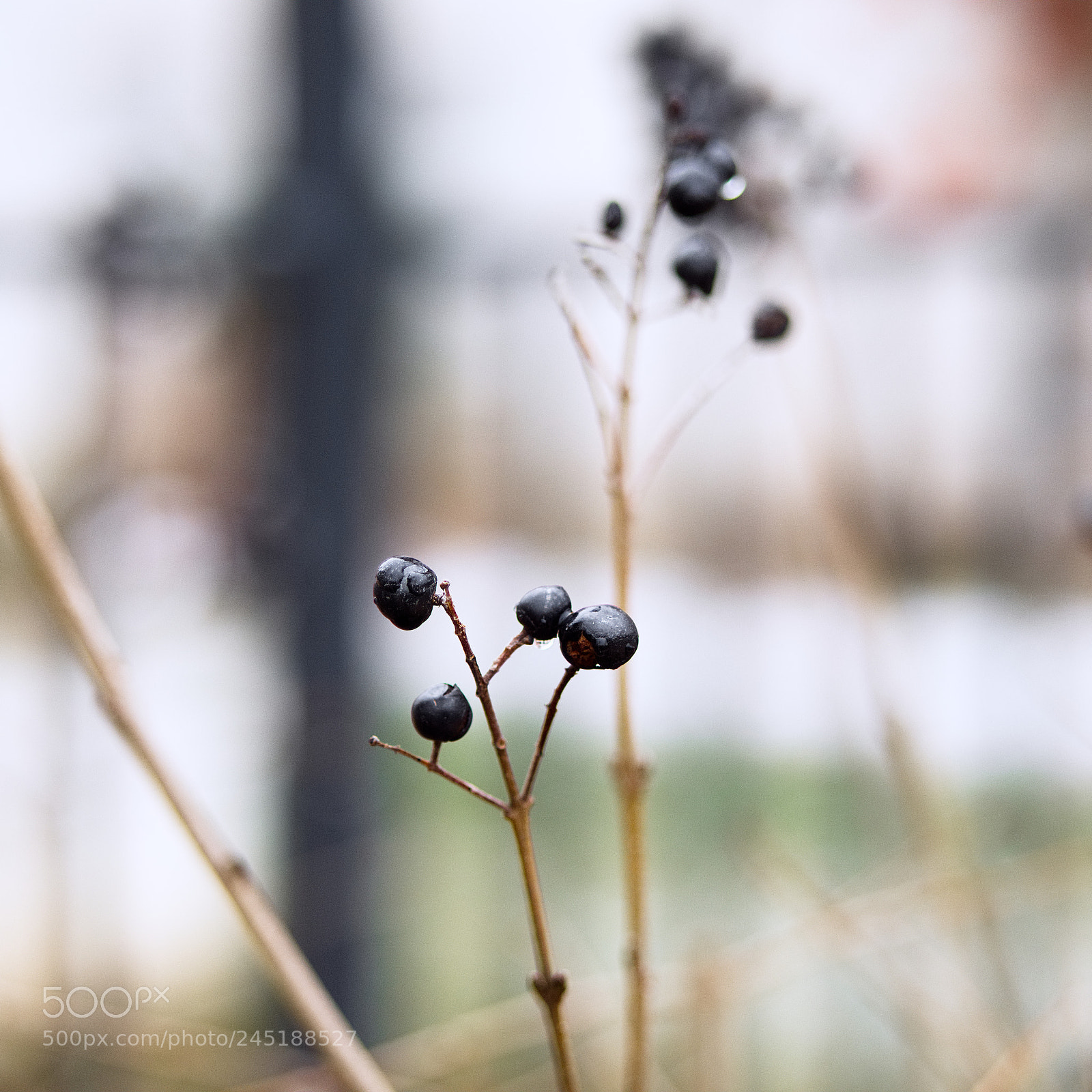 Panasonic Lumix DC-GH5 sample photo. Il reste quelque chose photography