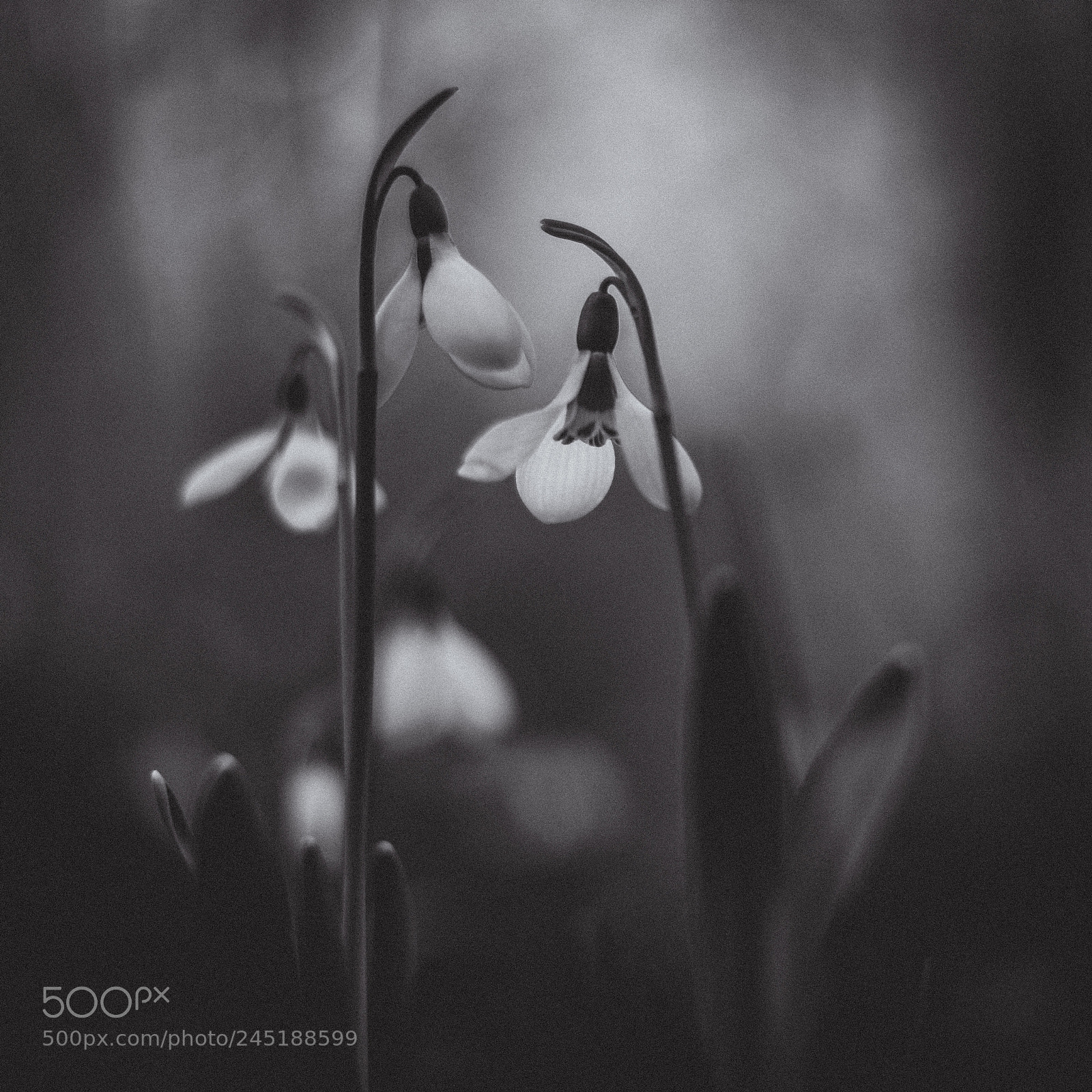 Nikon D610 sample photo. Bw snowdrops. photography