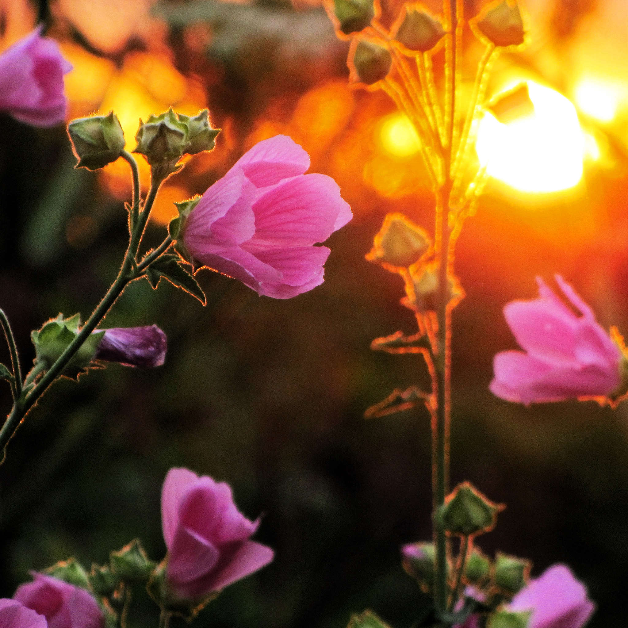 Canon PowerShot SX220 HS sample photo. Flowers at sunset photography
