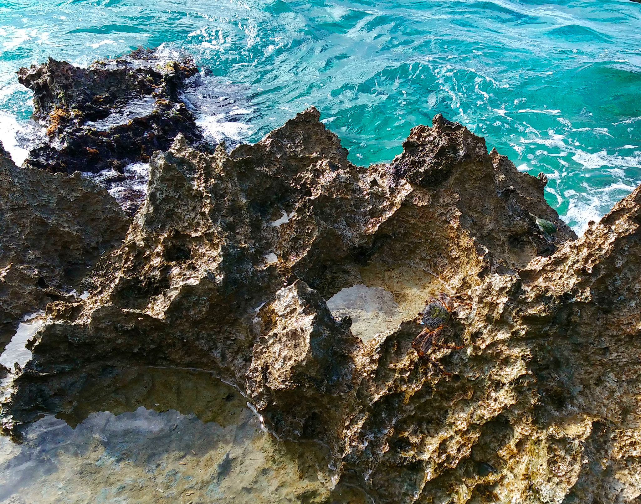 Xiaomi MI4 sample photo. Cangrejo photography