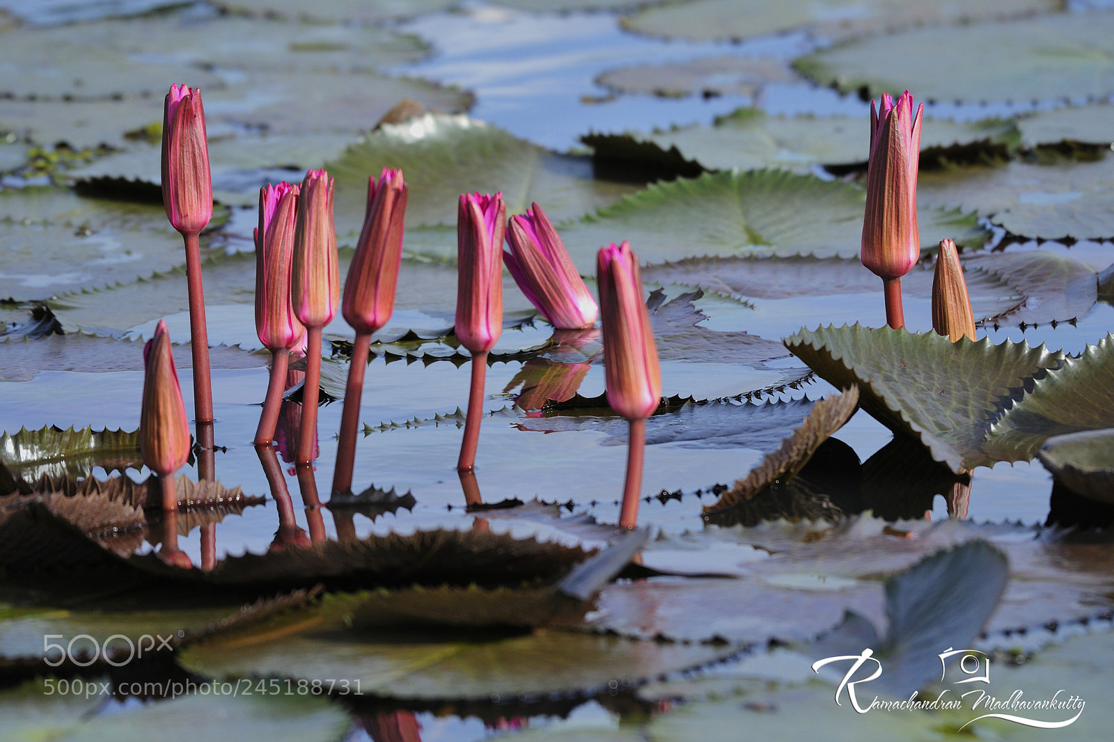 Nikon D3S sample photo. Lotus buds in a photography