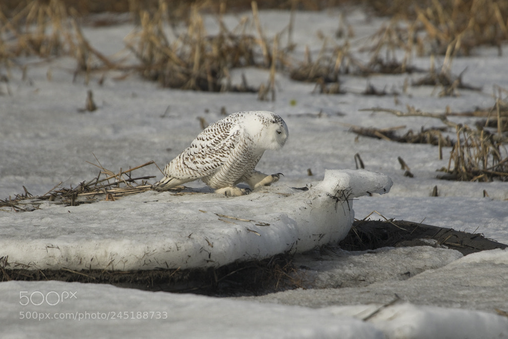 Canon EOS 7D Mark II sample photo. Snowy creature, snowy owl photography