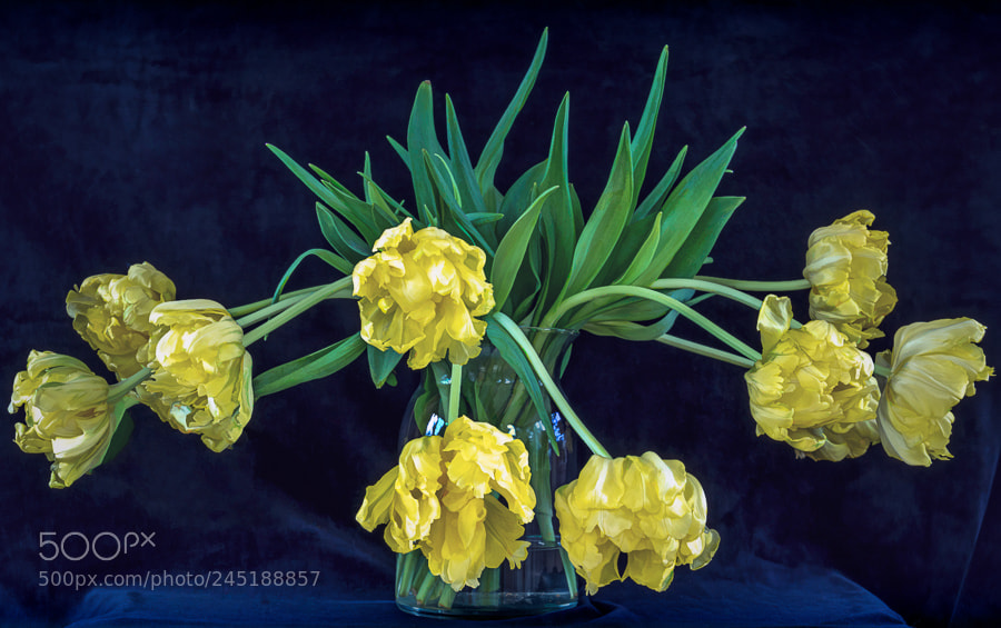 Sony a7R sample photo. Yellow tulips photography