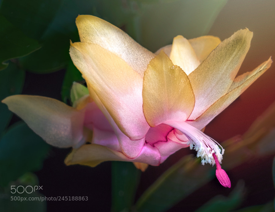 Sony a7R sample photo. Christmas cactus photography