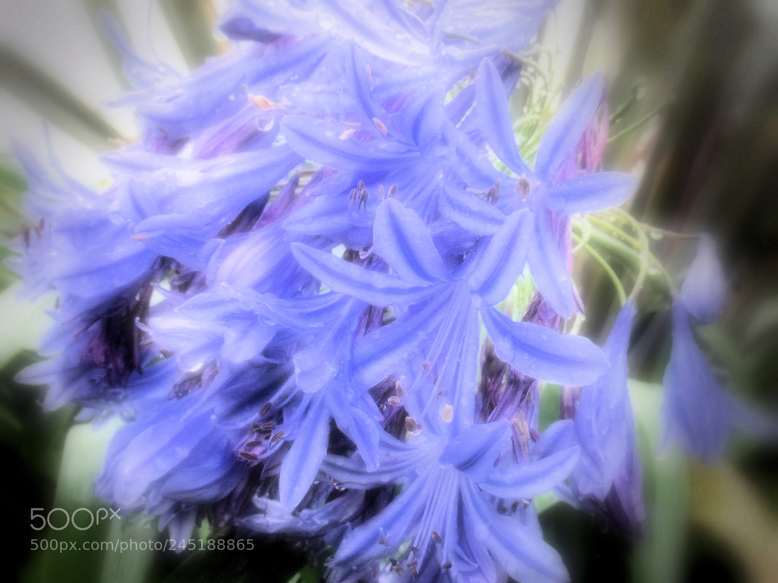 Canon PowerShot SX620 HS sample photo. Soft blue flowers photography