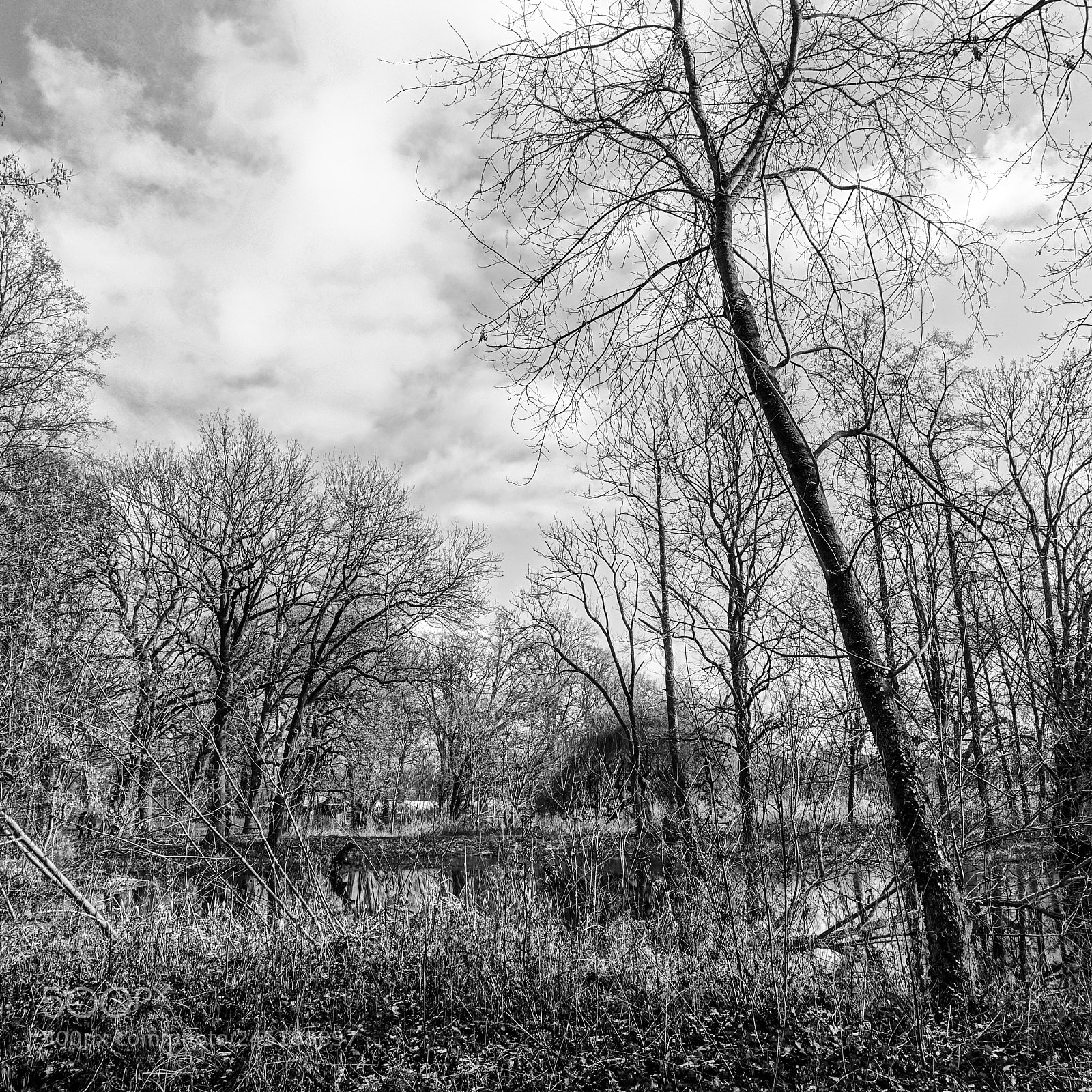 Sony Cyber-shot DSC-RX100 III sample photo. Trees photography