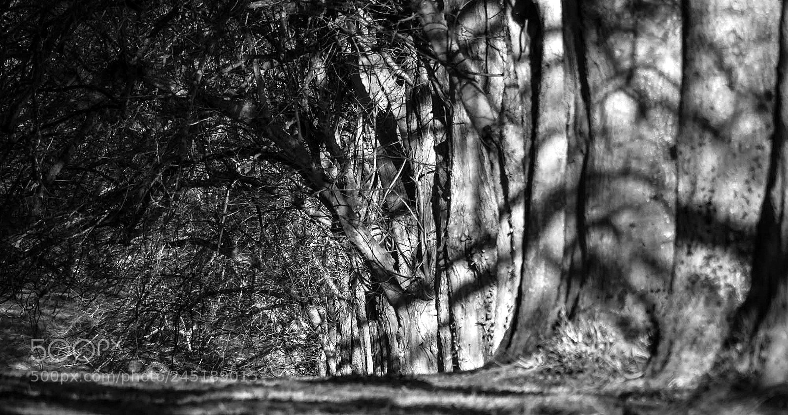 Olympus OM-D E-M5 sample photo. Avenue of shadows photography
