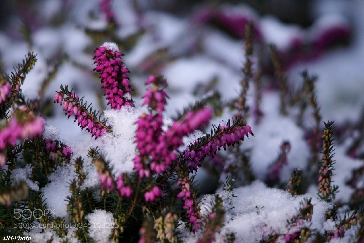 Sony ILCA-77M2 sample photo. Winter heath photography