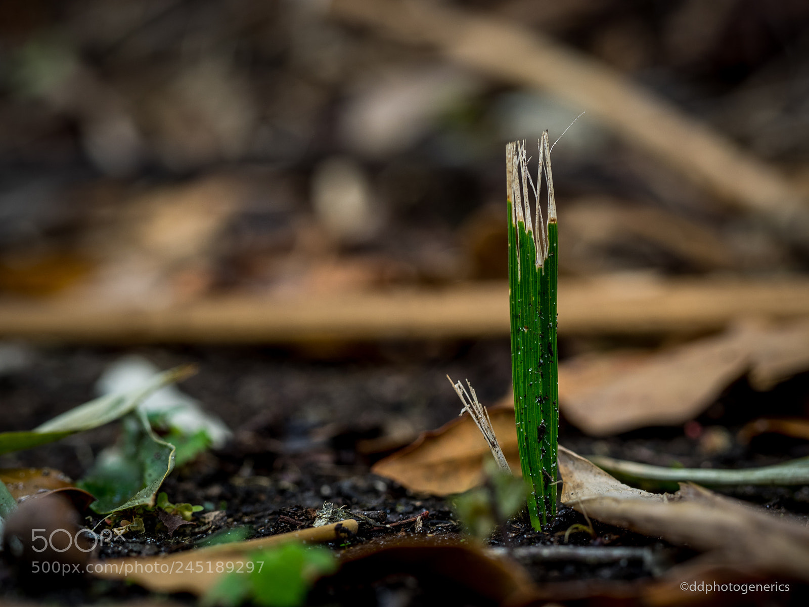 Olympus OM-D E-M1 sample photo. Freestanding photography