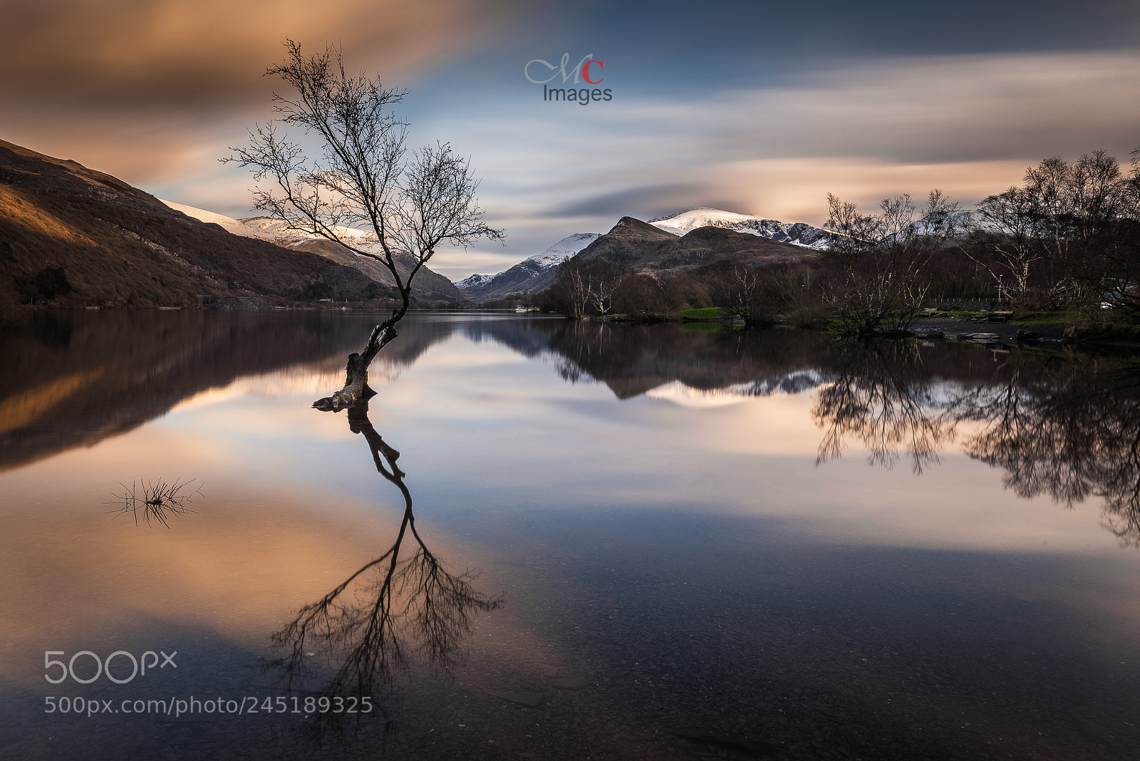 Nikon D610 sample photo. Llanberis lone tree photography