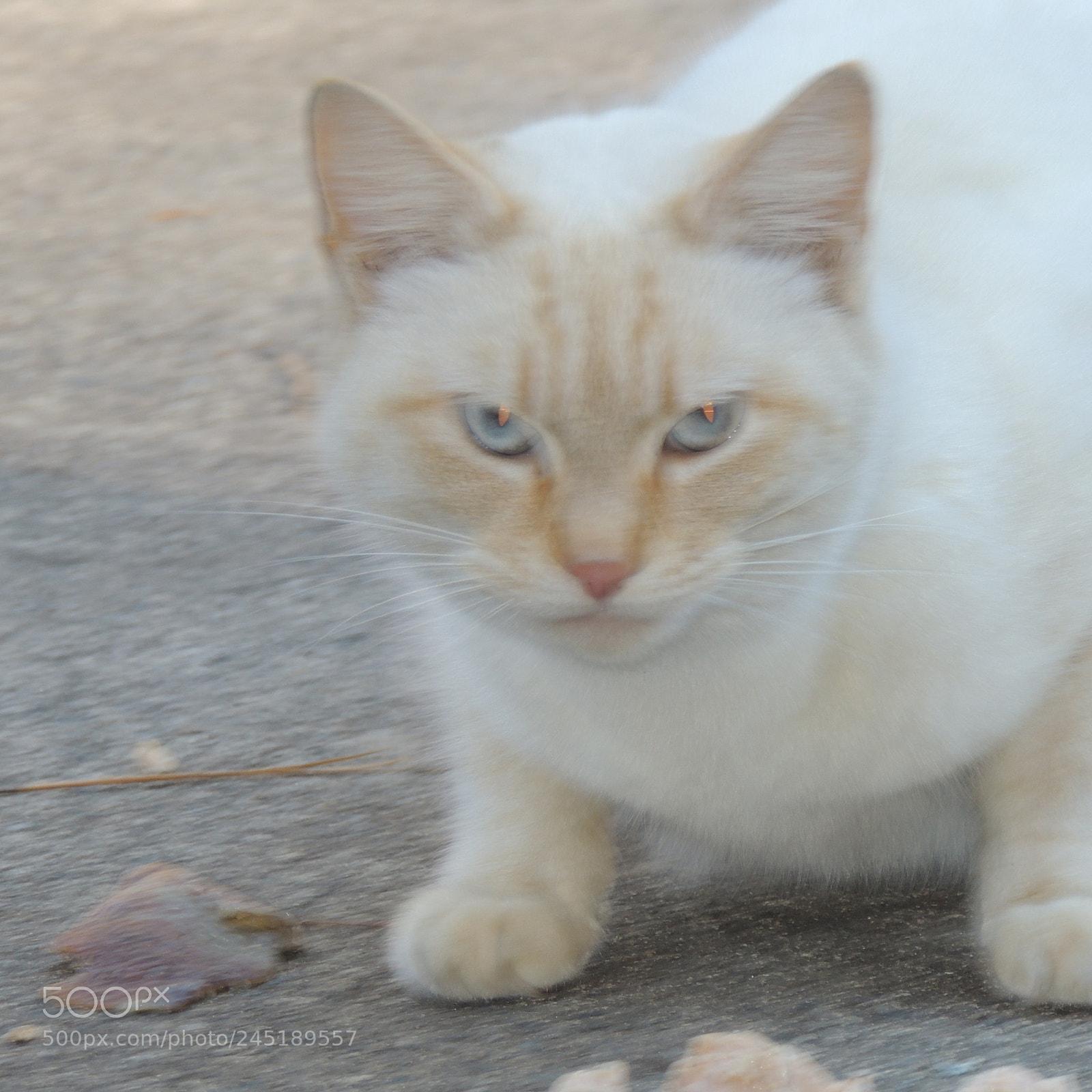 Nikon Coolpix P510 sample photo. Kitty cat knows your photography