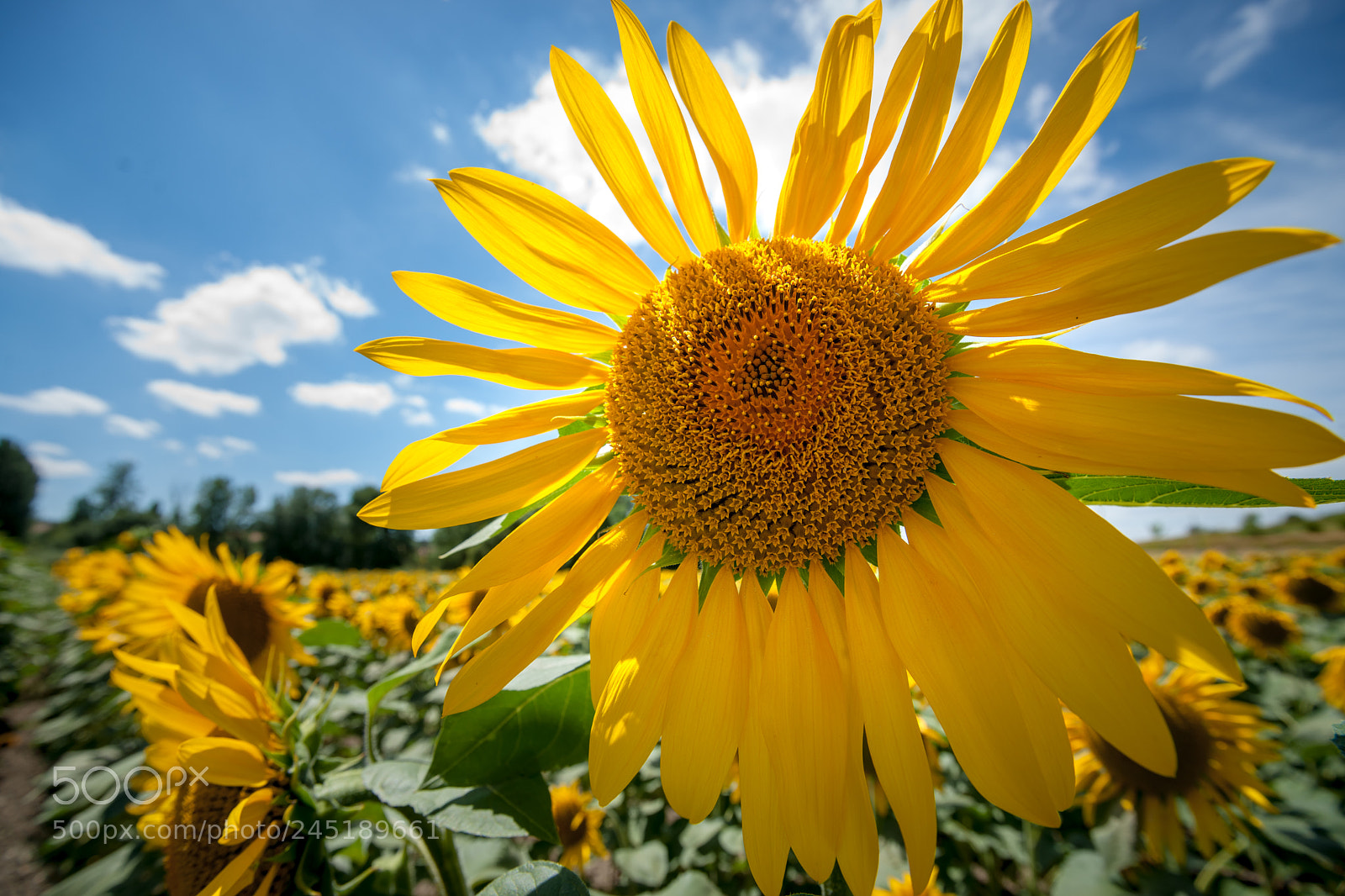 Sony Alpha DSLR-A900 sample photo. Bright yellow sunflower field photography