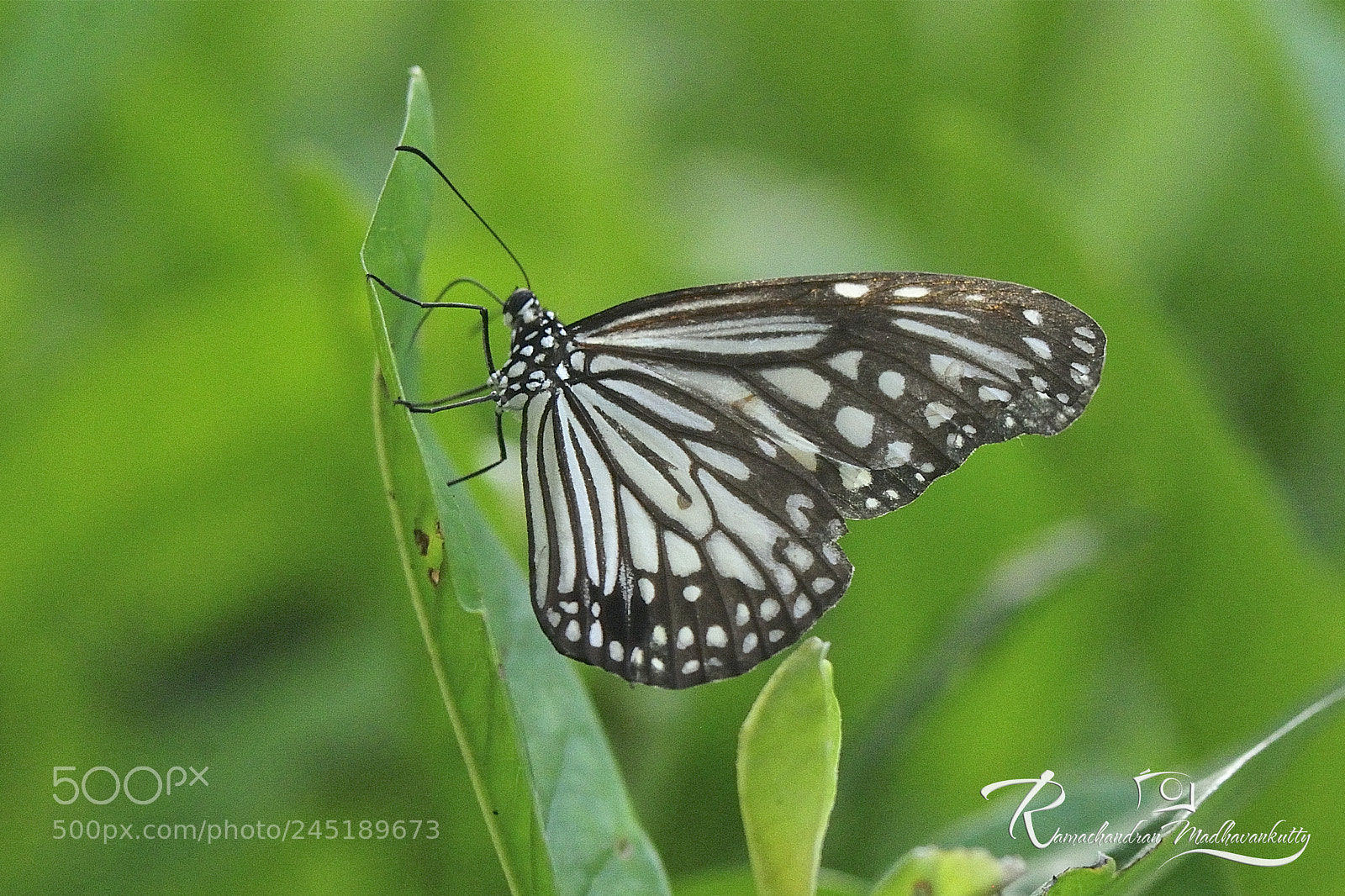 Nikon D3S sample photo. Butterfly photography
