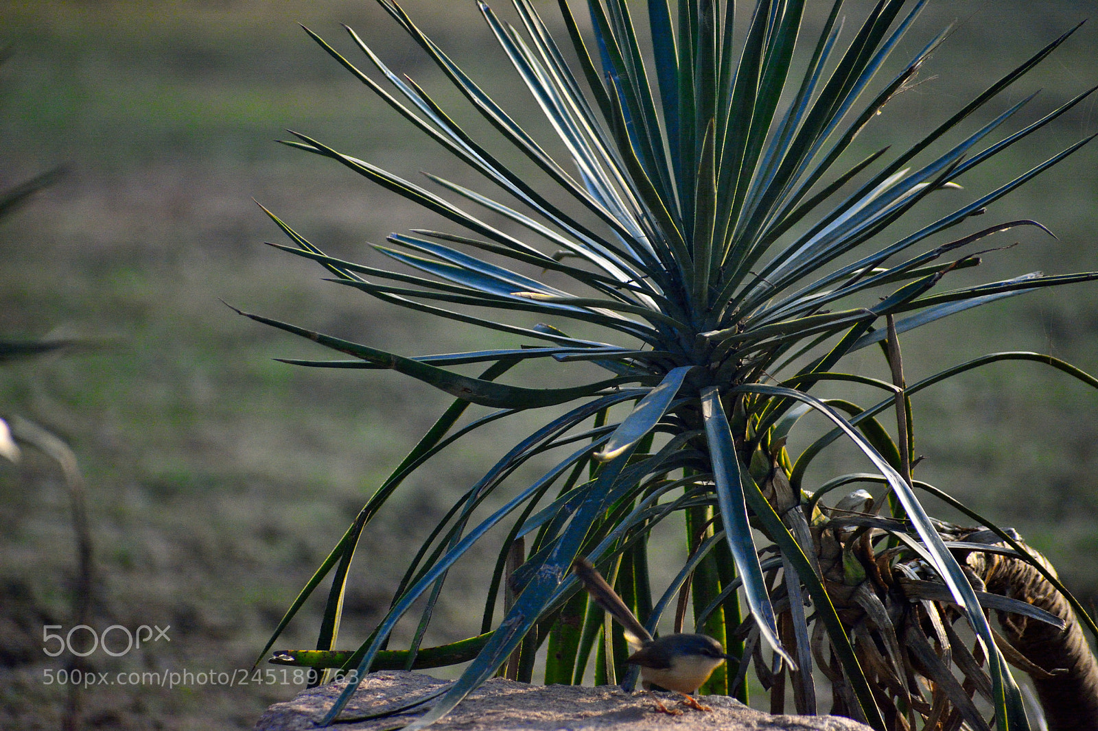 Nikon D5200 sample photo. Flora photography