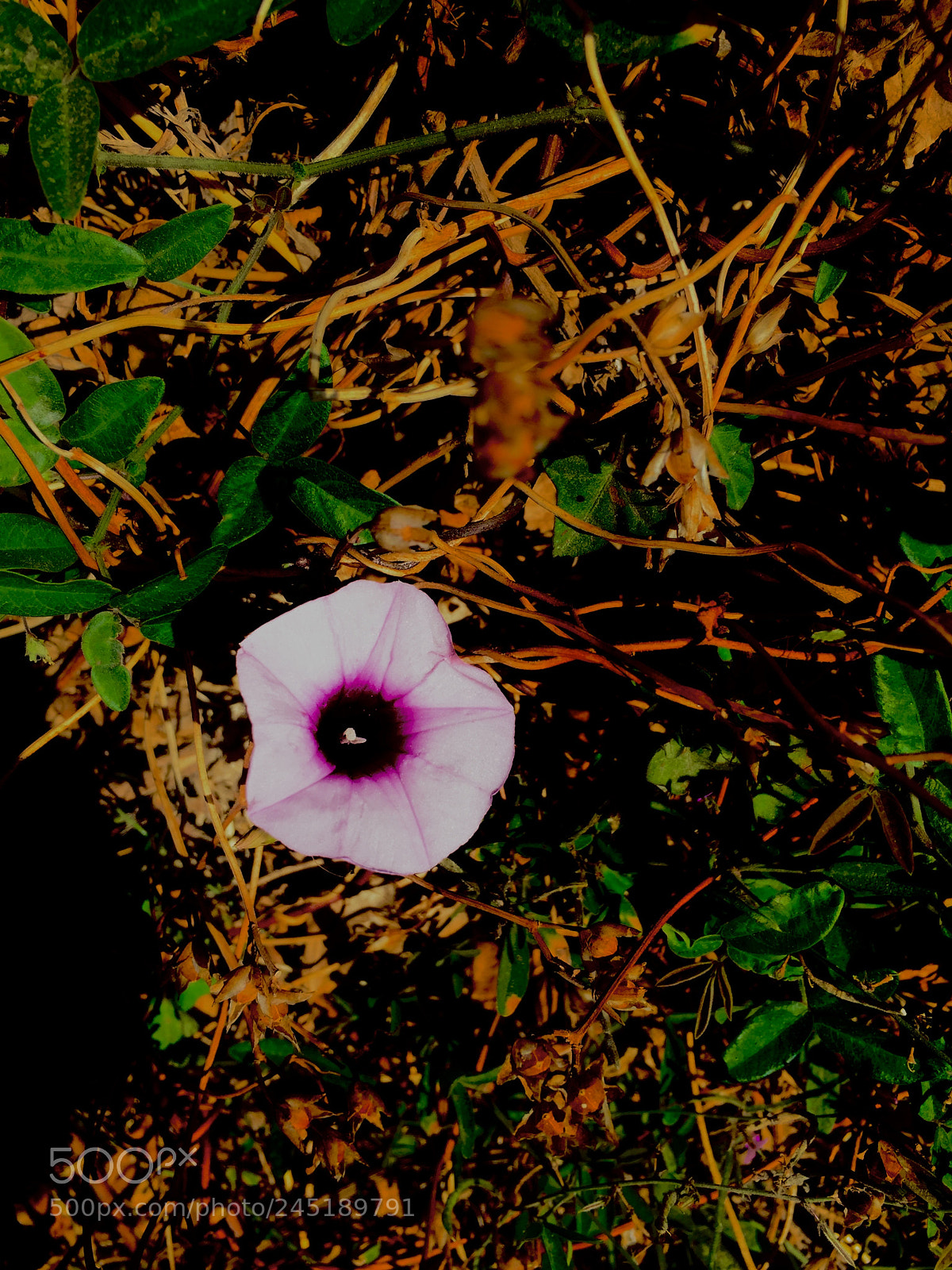 Apple iPhone 6 sample photo. A small flower in photography