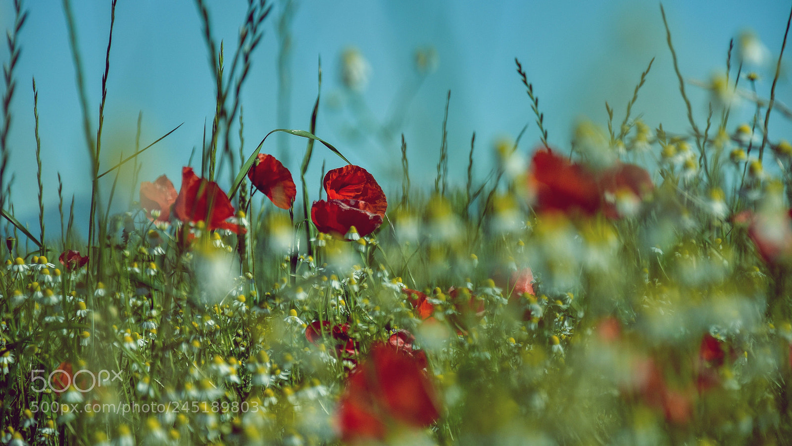Nikon D5500 sample photo. Magic colors photography