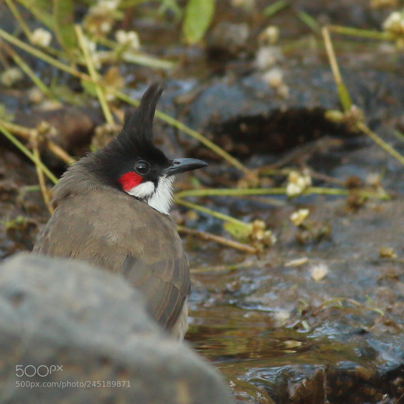 Canon EF-S 55-250mm F4-5.6 IS II sample photo. Red whiskered bulbul photography