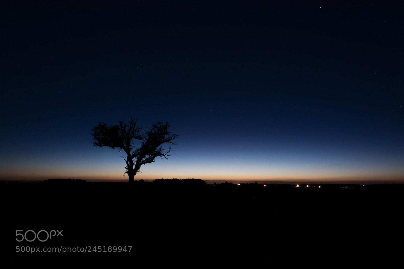 Nikon D7100 sample photo. The black tree photography