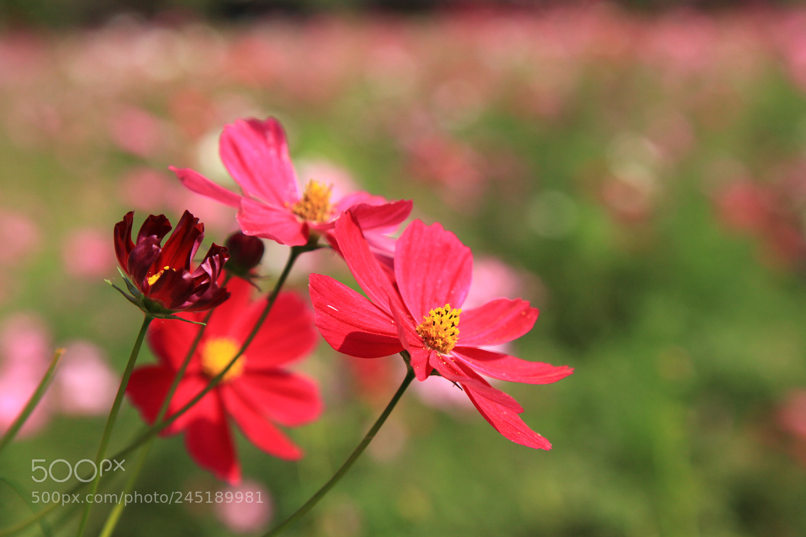 Canon EF 24-105mm F4L IS USM sample photo. Pink cosmos photography