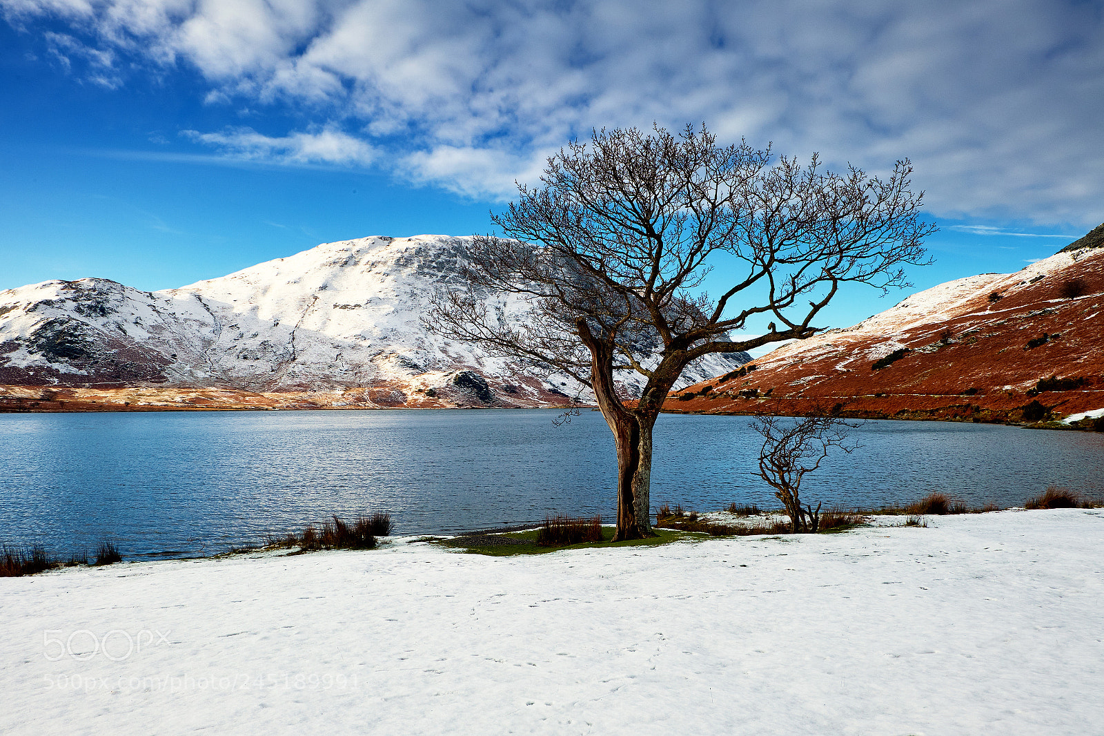 Fujifilm X-T1 sample photo. Crummock tree photography