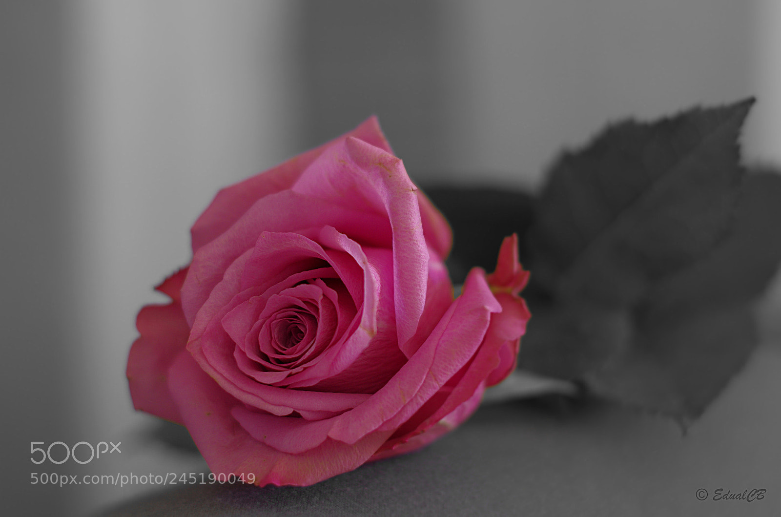 Pentax K-5 sample photo. Pink photography