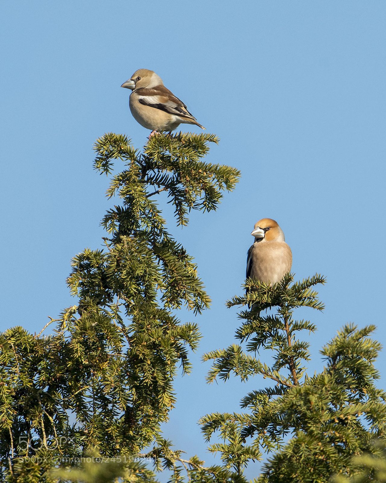 Nikon D500 sample photo. Hawfinches on top photography